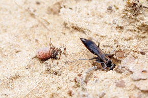 grijze spinnendoder (Pompilus cinereus) 6-2008 0474